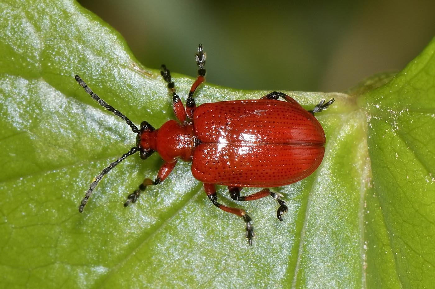 Chrysomelidae:  Lilioceris merdigera? S.